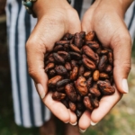 Visitor inspects cocoa beans