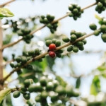 Green coffee cherries on a branch