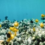 Marine life of Kealakekua Bay