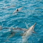 Spinner dolphins