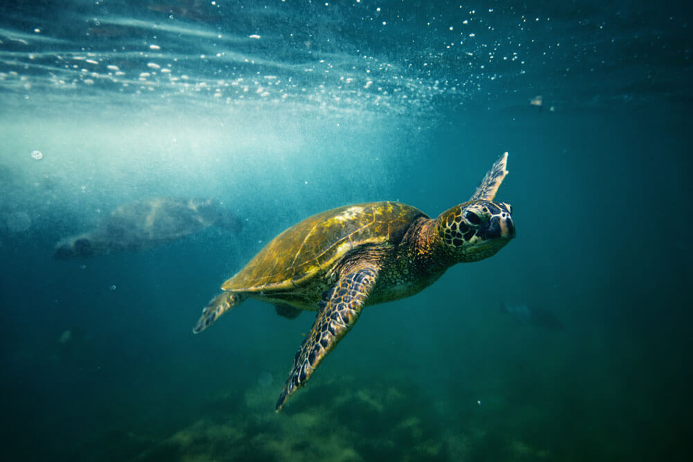 Hawaiian Green Sea Turtle